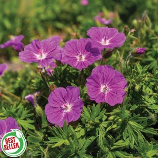 Frivolous Giant Geranium Thumbnail